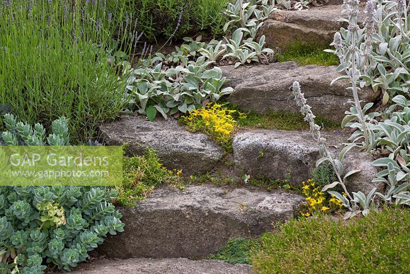 Garden steps made of granite block stones with Euphorbia myrsinites, Lavandula and Stachys byzantina