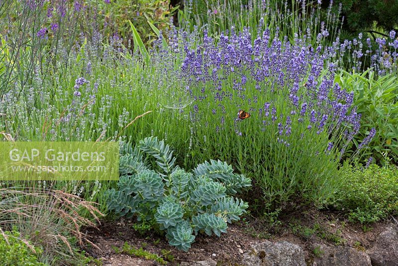 Mediterranean inspired planting with a butterfly and Euphorbia myrsinites and Lavandula