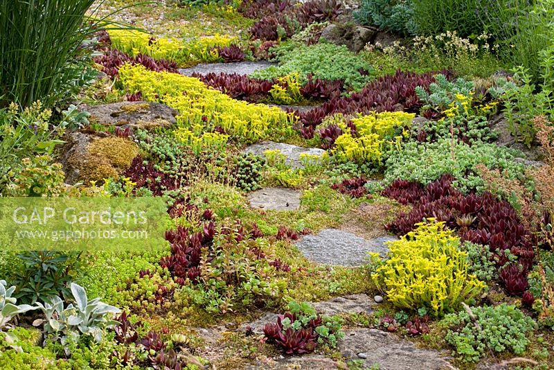 Granite stepping stones in a Sedum planting are covered with lichens. Sedum acre, Sedum album and Sempervivum

