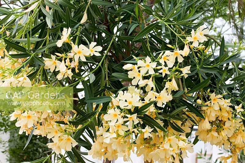 Nerium oleander 'Souvenir des Canaries'
