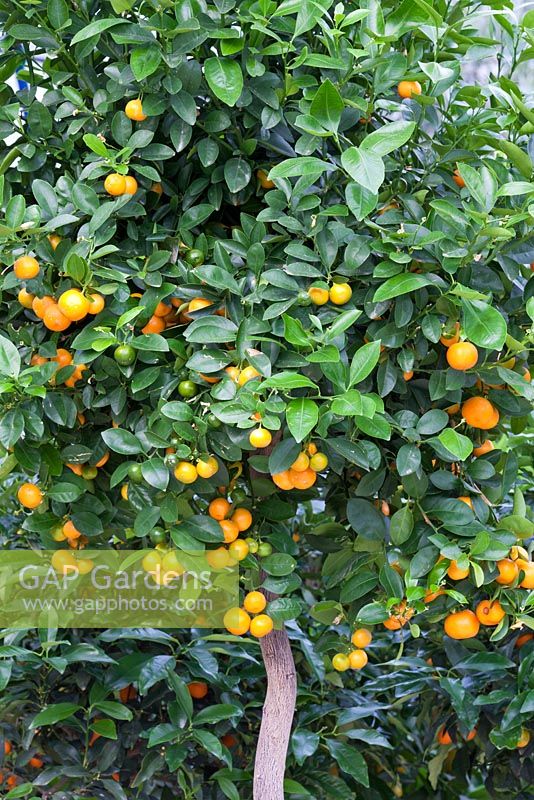 Citrus madurensis 'Calamondin'