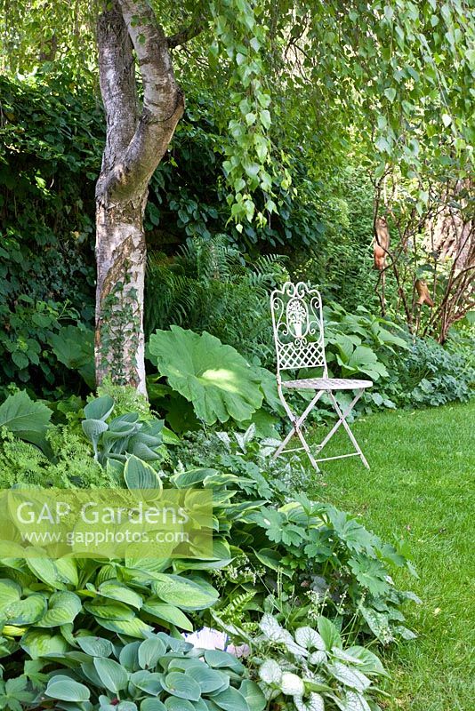 White painted antique metal garden chair next to birch with a planting of Adiantum pedatum, Astilboides tabularis, Betula, Brunnera macrophylla, Dryopteris and Hosta