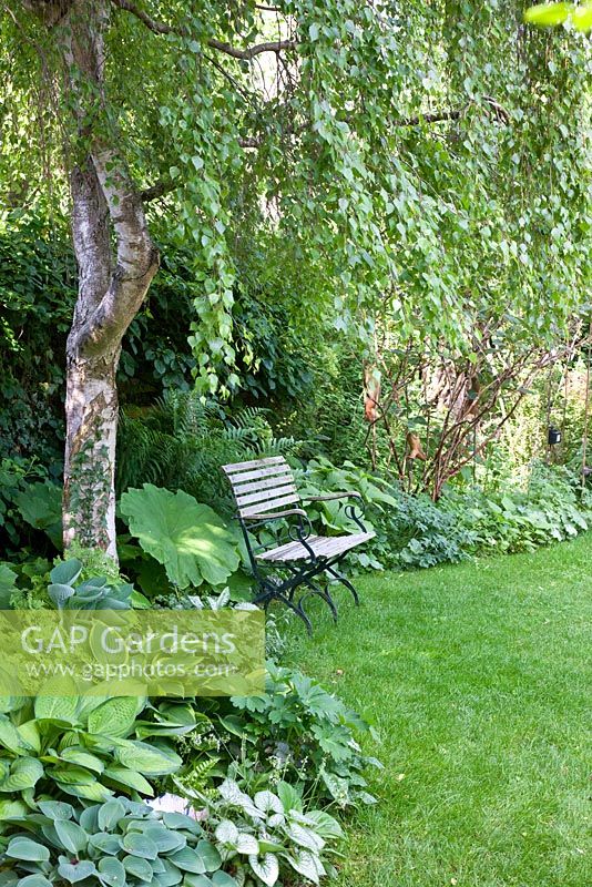 Wood and iron garden bench on a lawn next to shady planting with Adiantum pedatum, Astilboides tabularis, Betula, Brunnera macrophylla, Dryopteris and Hosta
