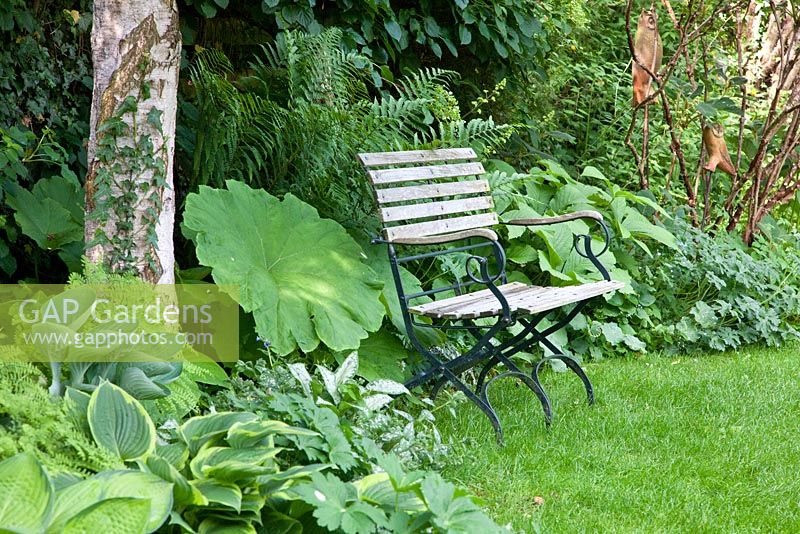 Wood and iron garden bench next to Astilboides tabularis, Betula, Dryopteris, Hosta and Rodgersia
