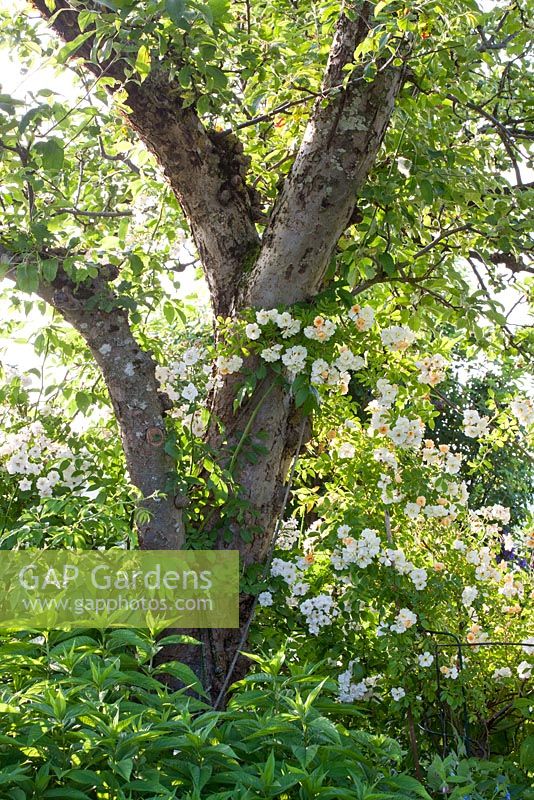 Rambling rose 'Helenae's Seedling' in an apple tree, Malus domestica