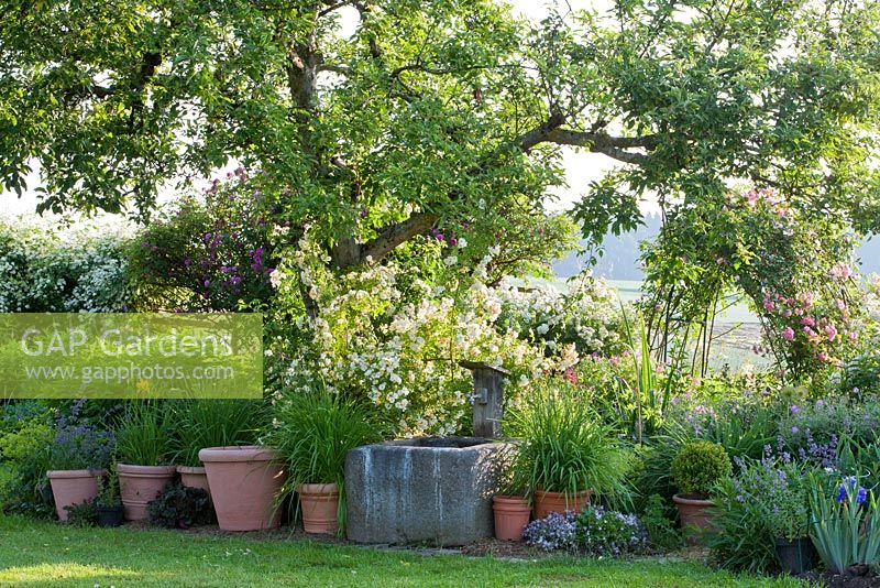 Climbing roses up an old apple tree and a granite watering trough with container plants  