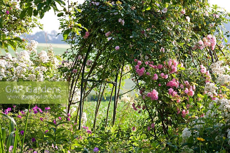 Rose arch in a Bavarian country garden -  Climbing rose and Geranium psilostemon 