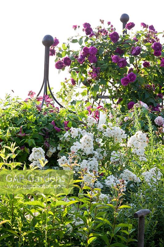 Roses and Clematis climbing up a metal plant support, Rosa 'Erinnerung an Brod' and  'Guirlande d'Amour',  Clematis viticella 'Madame Julia Corevon' 