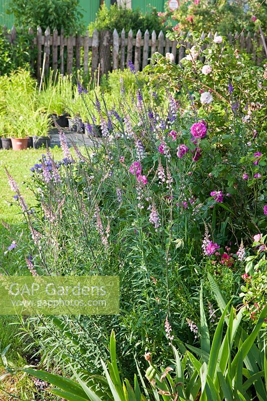 Detail from perennial border in a Bavarian country garden, in the background, traditional picket fence and plants in pots, Roses - 'Belle de Crecy' and 'Leda', Linaria purpurea
