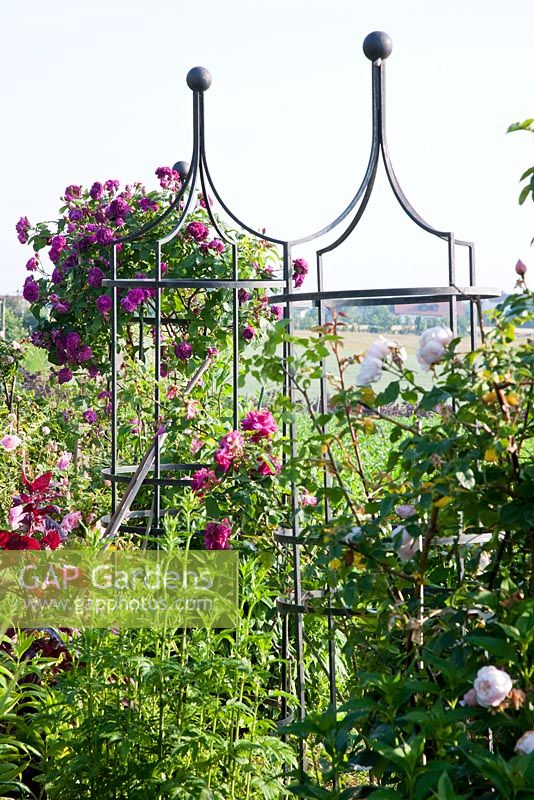 Rosa 'Erinnerung an Brod' and 'Gloire de Dijon'  - climbing roses on metal supports in a Bavarian country garden