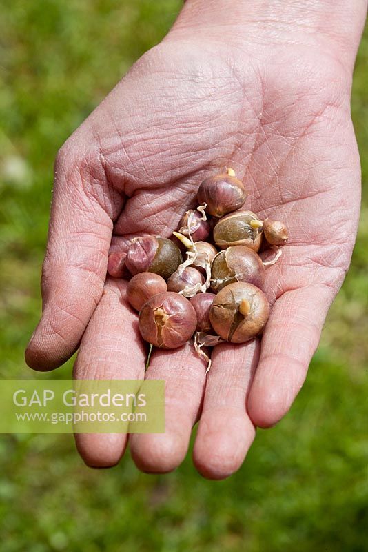 Hand with small garlic bulbs