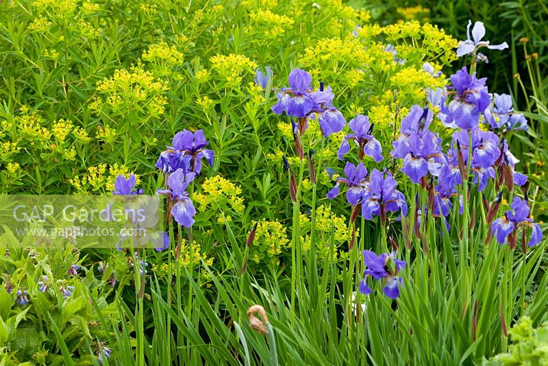 Iris sibirica'blue brilliant' and euphorbia palustris 