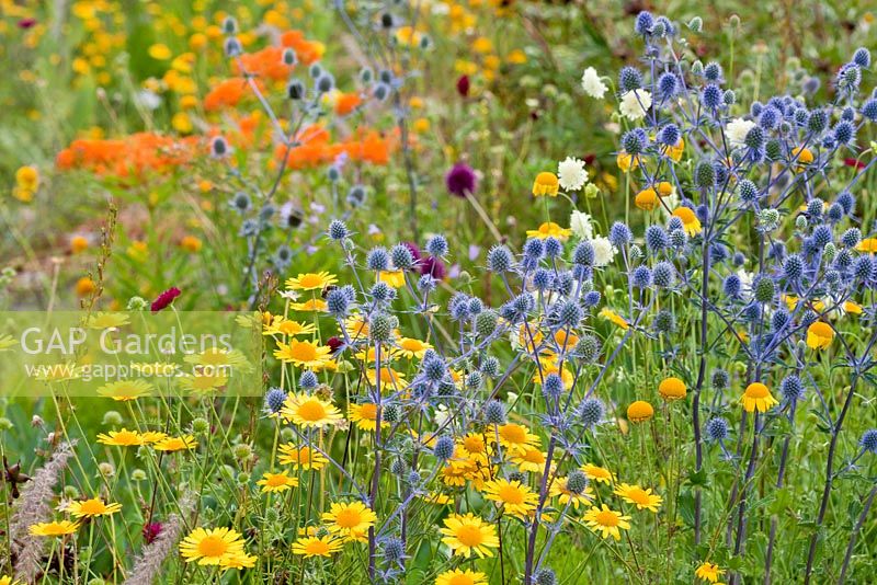 Meadow style summer border