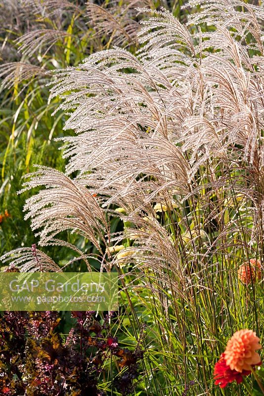 Miscanthus sinensis and Dahlia