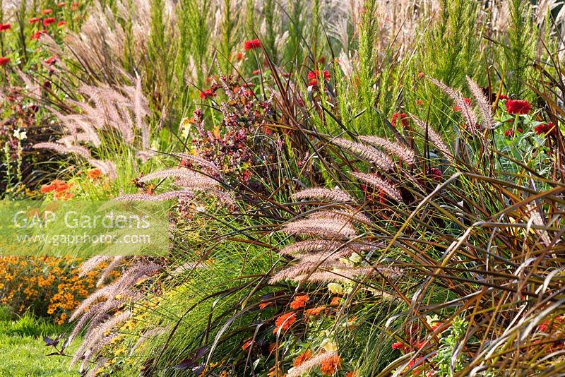 Mixed late summer border with ornamental grasses 