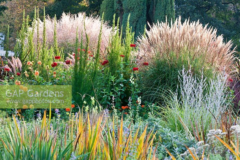 Late summer border with ornamental grasses 