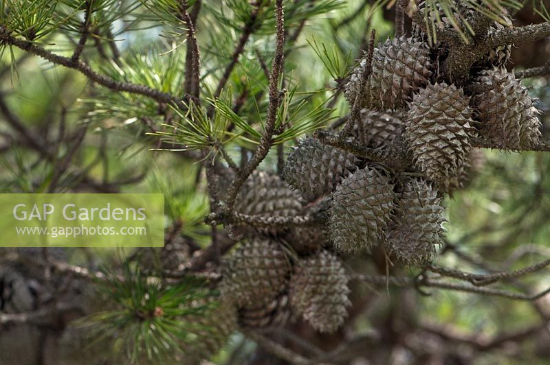 Pinus pungens - Northern Carolina USA on Blue Ridge Parkway