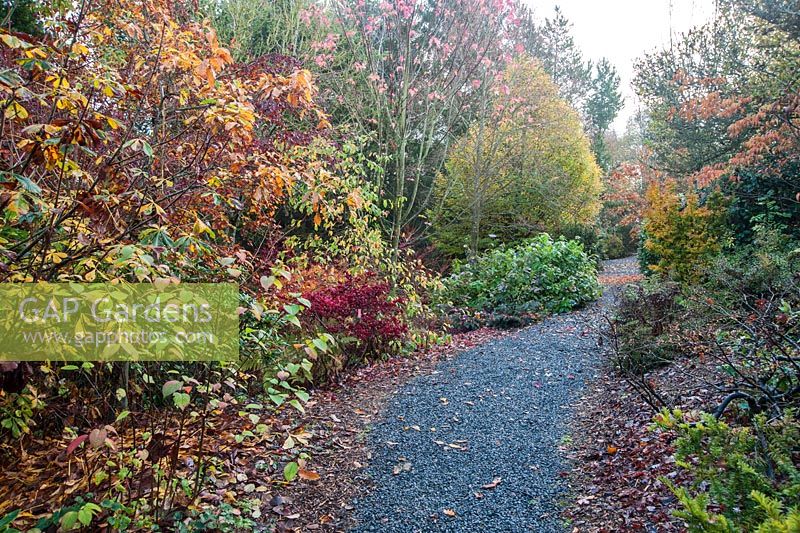 Path through woodland garden past acers, hydrangeas and red Euonymus alatus. The Dingle Garden, Welshpool, Powys, Wales