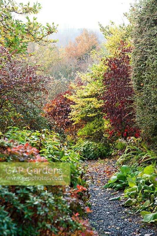 Path leading down into the woodland garden from the area around the house. The Dingle Garden, Welshpool, Powys, Wales