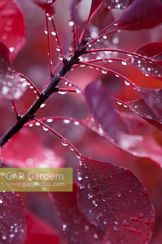 Cotinus leaves with raindrops