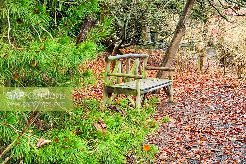 Bench in the woodland