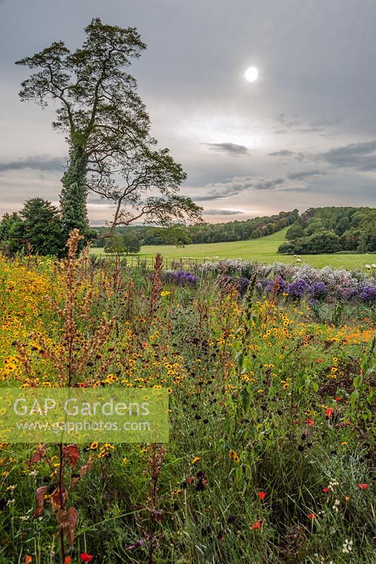 Pictorial meadow Volcanic mix includes red clover, red flax and red orache. Ragley Hall, Alcester, Warwickshire, UK