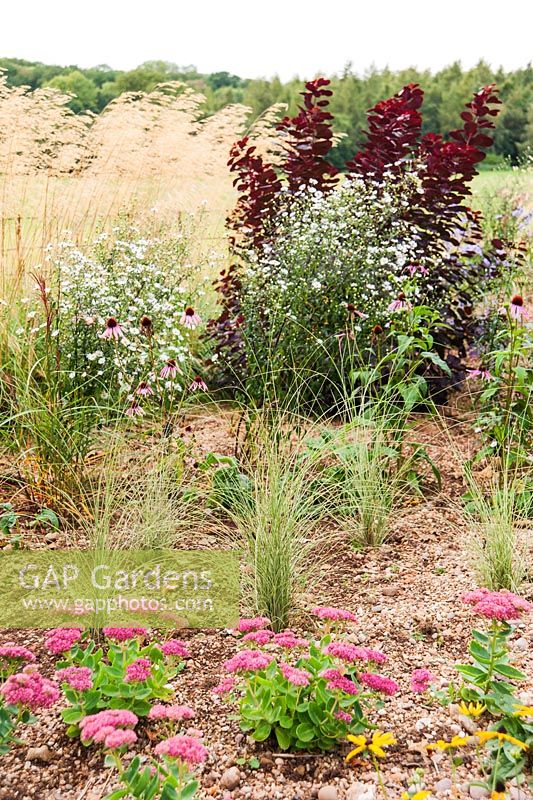 Prairie planting includes Cotinus 'Royal Purple', Stipa gigantea, asters and sedums. Ragley Hall, Alcester, Warwickshire, UK