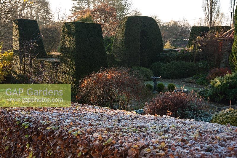 Frosty beech hedge with cottage garden behind, framed with crenellated yew hedging. Chiffchaffs, Bourton, Dorset, UK