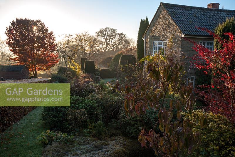 Frosty morning with sun filtering through liquidambar into cottage garden. Chiffchaffs, Bourton, Dorset, UK