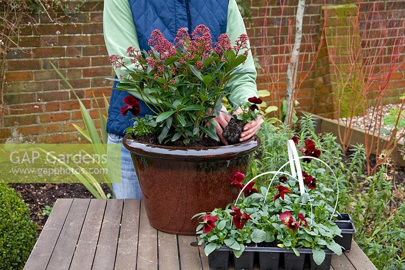 Step by step. Adding pansies. Planting a winter container with Viola 'Panola Red' and Skimmia japonica 'Rubella'
