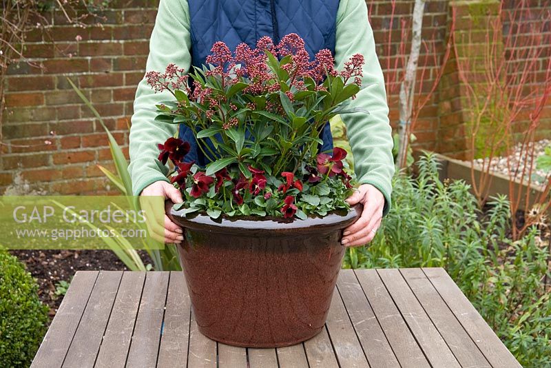 Step by step. Finished container. Planting a winter container with Viola 'Panola Red' and Skimmia japonica 'Rubella'
