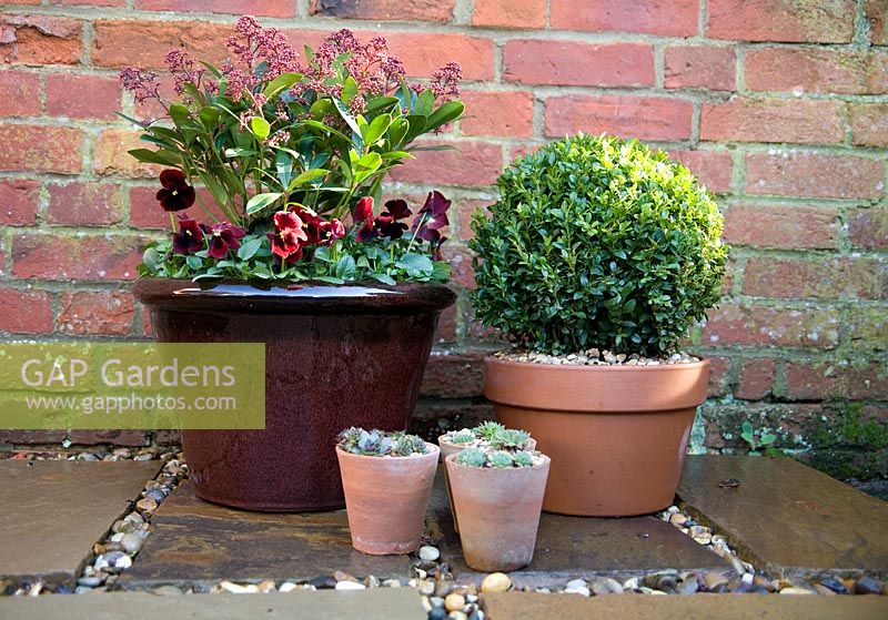 Winter container planted with Viola 'Panola Red' and Skimmia japonica 'Rubella'