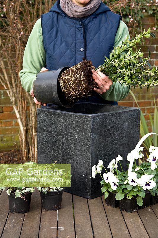 Adding plants to container - Step by step winter container with Viola panola 'White', Sarcococca - Christmas Box and Hedera - Ivy  