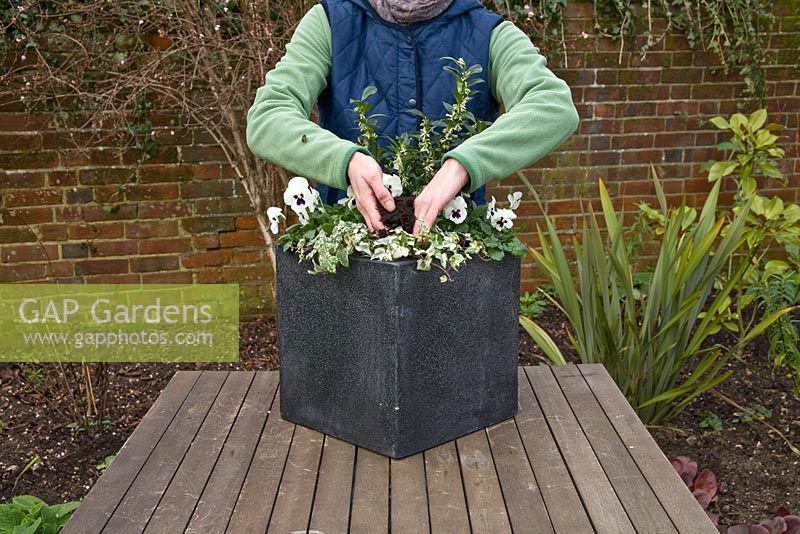Adding extra compost - Step by step winter container with Viola panola 'White', Sarcococca - Christmas Box and Hedera - Ivy  