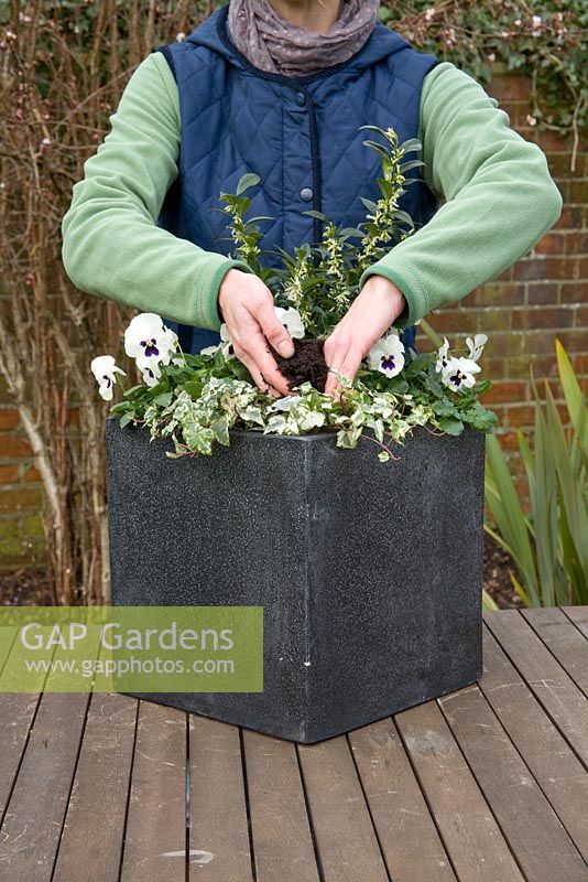 Adding extra compost - Step by step winter container with Viola panola 'White', Sarcococca - Christmas Box and Hedera - Ivy  