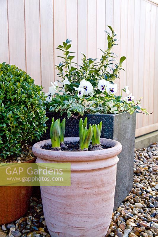 Step by step winter container with Viola panola 'White', Sarcococca - Christmas Box and Hedera - Ivy 