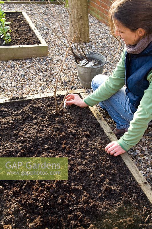 Step by step for planting bare root currant bushes - labeling 
