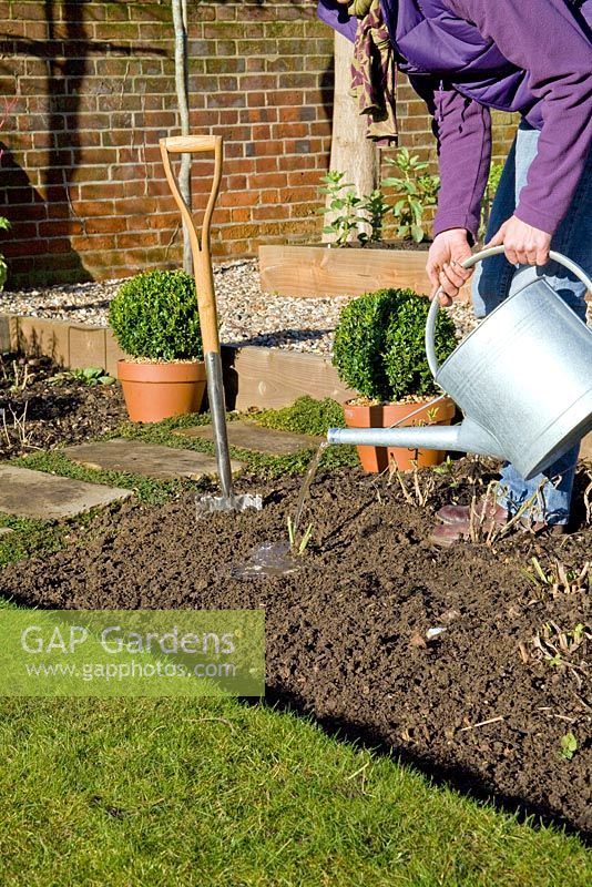 Step by step for planting Rosa 'Iceberg' - watering in