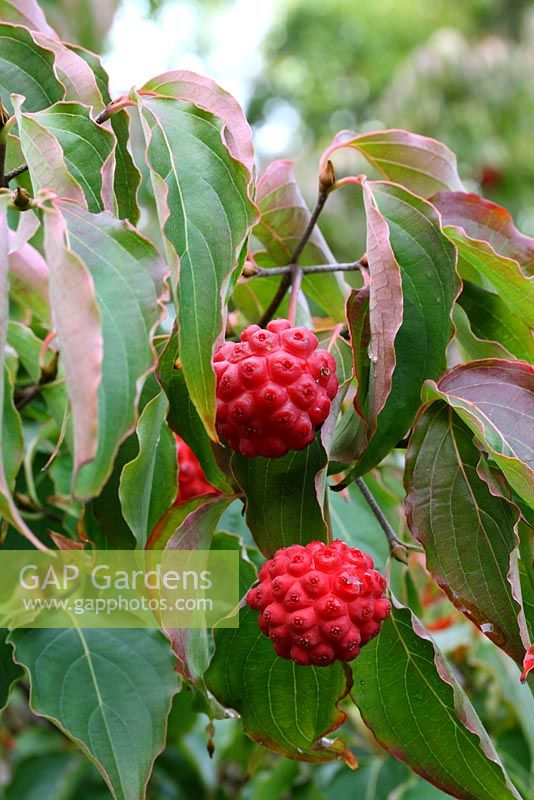 Cornus kousa with red fruits in autumn