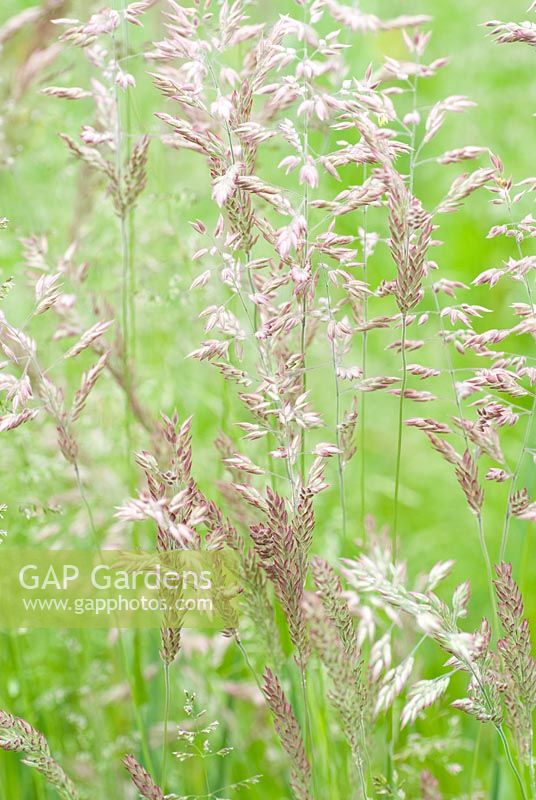 Holcus lanatus - Meadow Grass