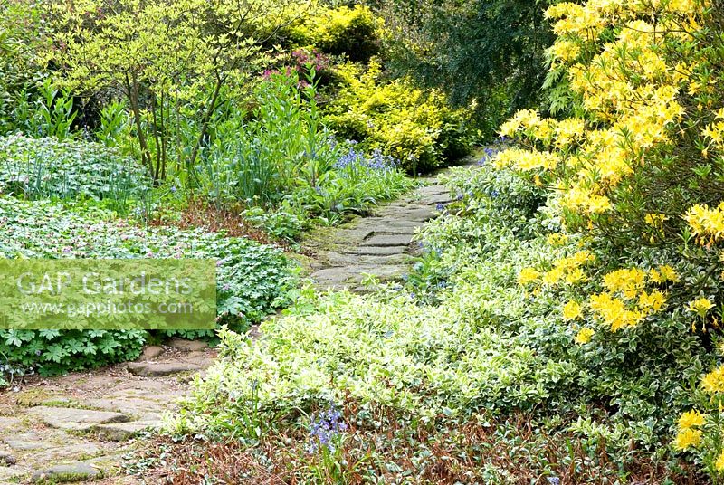 Stone path leading through spring borders wth Azalea, Geranium, Helleborus, Hyacinthoides, Euonymus and conifers