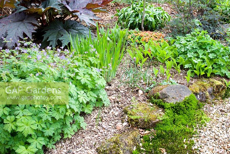 Spring bed edged with stones and gravel, planted with Geranium maculatum 'Beth Chatto', Rheum palmatum 'Atrosanguineum', Anthriscus sylvestris 'Ravenswing', Primula and Convallaria majalis and mulched with bark chippings