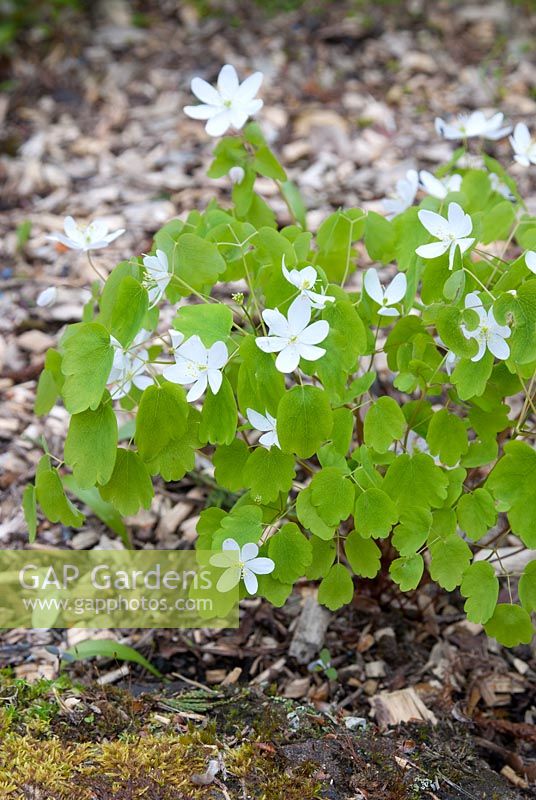 Anemonella thalictroides in bed with bark chippings as mulch