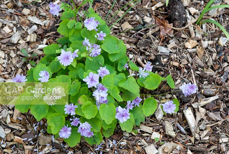 Anemonella thalictroides with bark chippings as mulch
