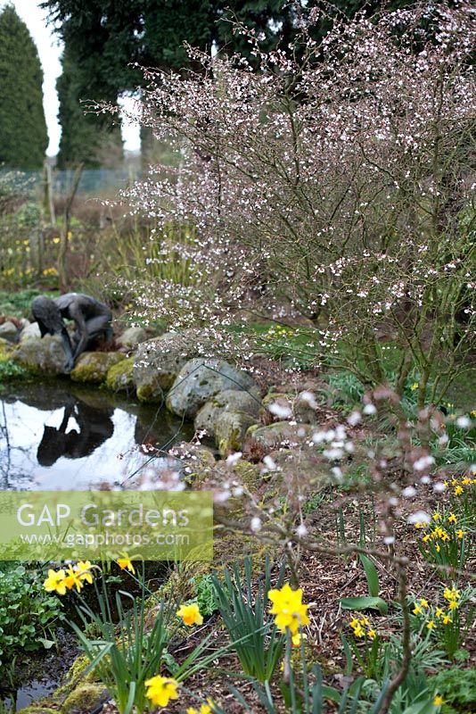 Pond, blossom and daffodils - Millennium Garden, Lichfield, spring