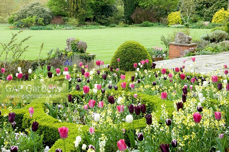 Parterre with box hedges, topiary and beds of tulips - Olivers, Essex