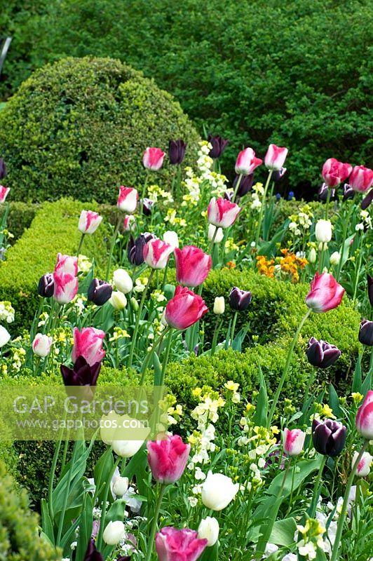 Spring garden parterre low box hedge with topiary and tulips 