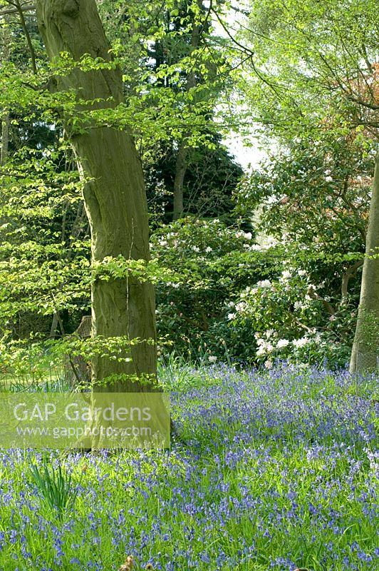 Woodland garden in spring with bluebells and  rhododendrons