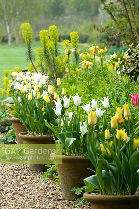 Row of spring containers with Tulips next to border with Fritillaria imperialis and Euphorbia 