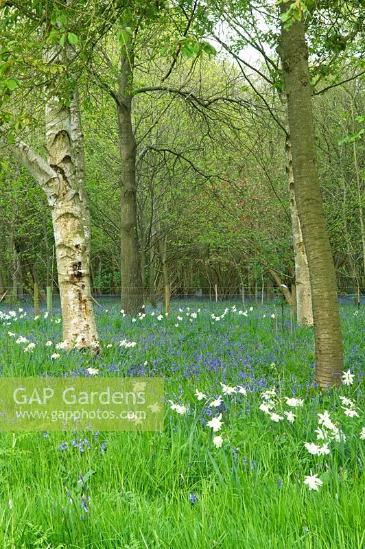 Woodland garden with bluebells and daffodils 
